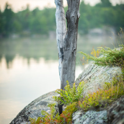 tree on the french river